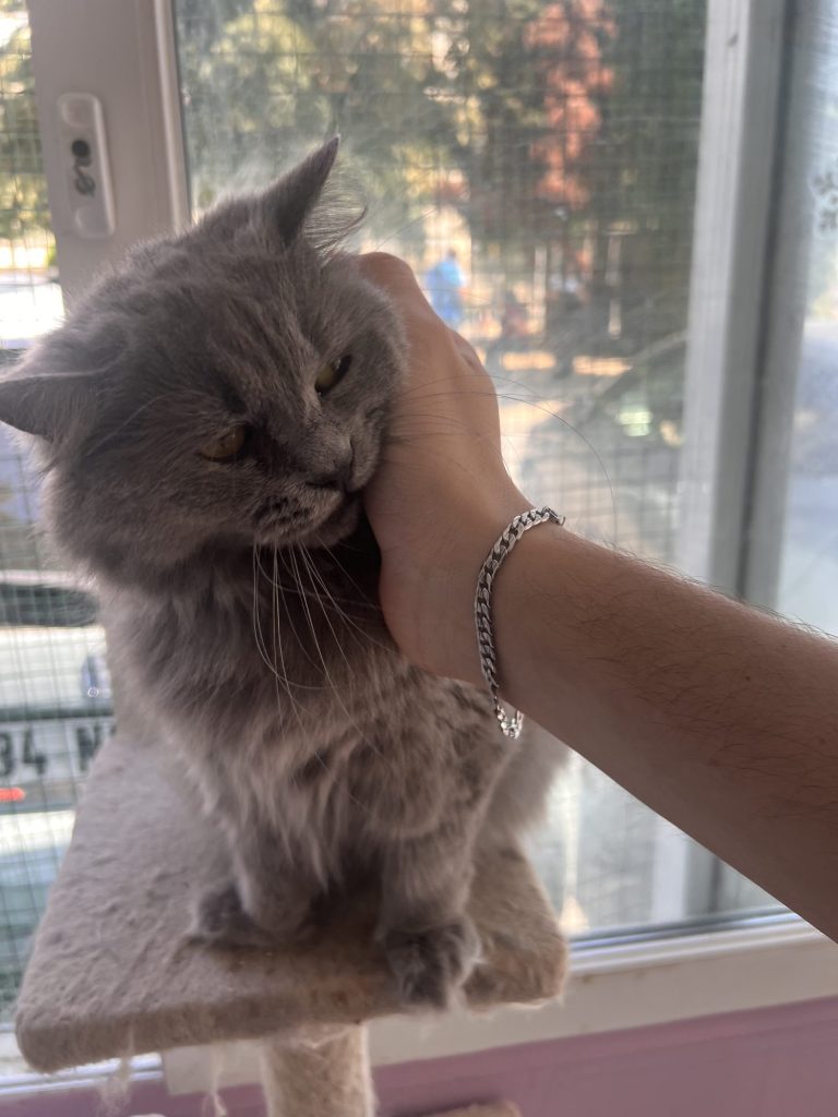 Pencere önünde sevilen tüylü bir kedi